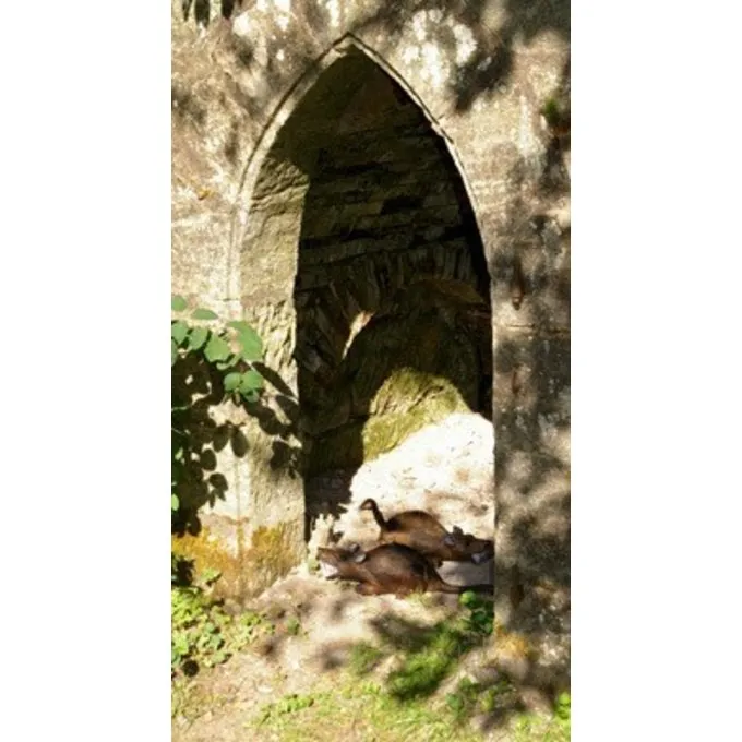 3D Bisamrotte - Billede 5