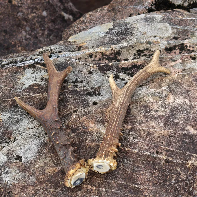 Sæt Med 2 Gevirer - Billede 5